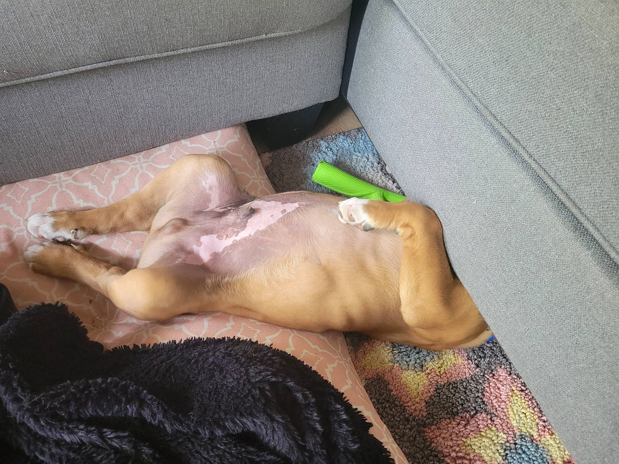 Rebel is registered to the contest to win money with this photo: abdomen, art, barechested, car_seat, chest, comfort, fawn, flesh, fur, human_leg, knee, linens, nap, room, sleep, thigh, trunk, vehicle_door, visual_arts, wrist