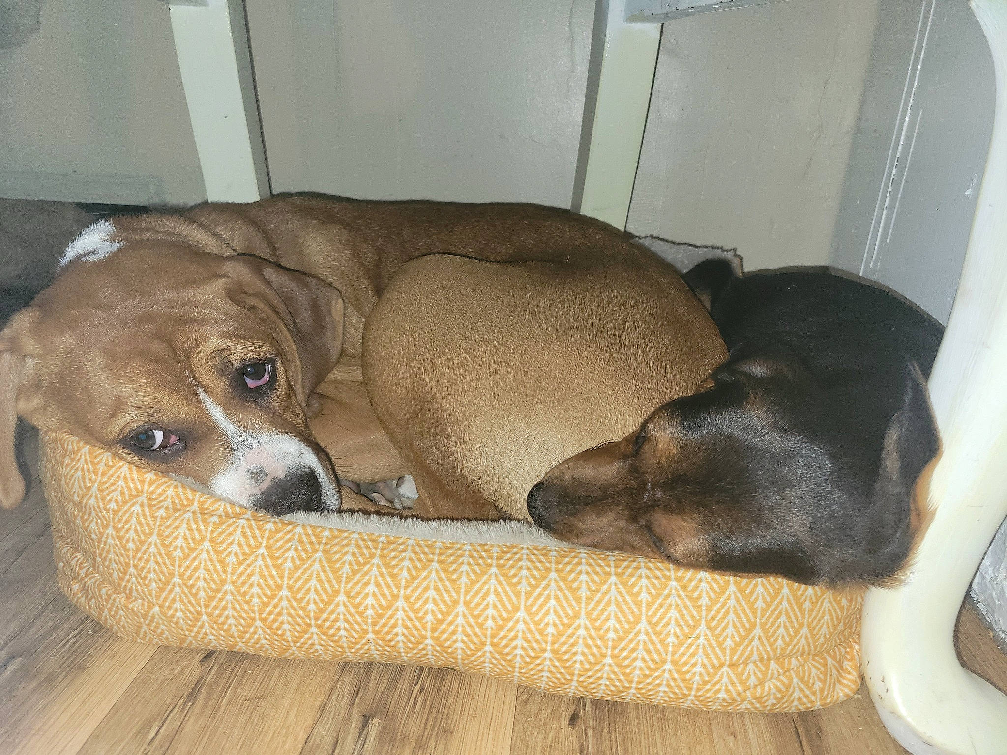 Rebel joined the competition — help win amazing prizes! canidae, carnivore, comfort, companion_dog, couch, dog, dog_breed, dog_supply, fawn, hardwood, liver, nap, paw, pet_supply, snout, sporting_group, studio_couch, terrestrial_animal, whiskers, working_animal