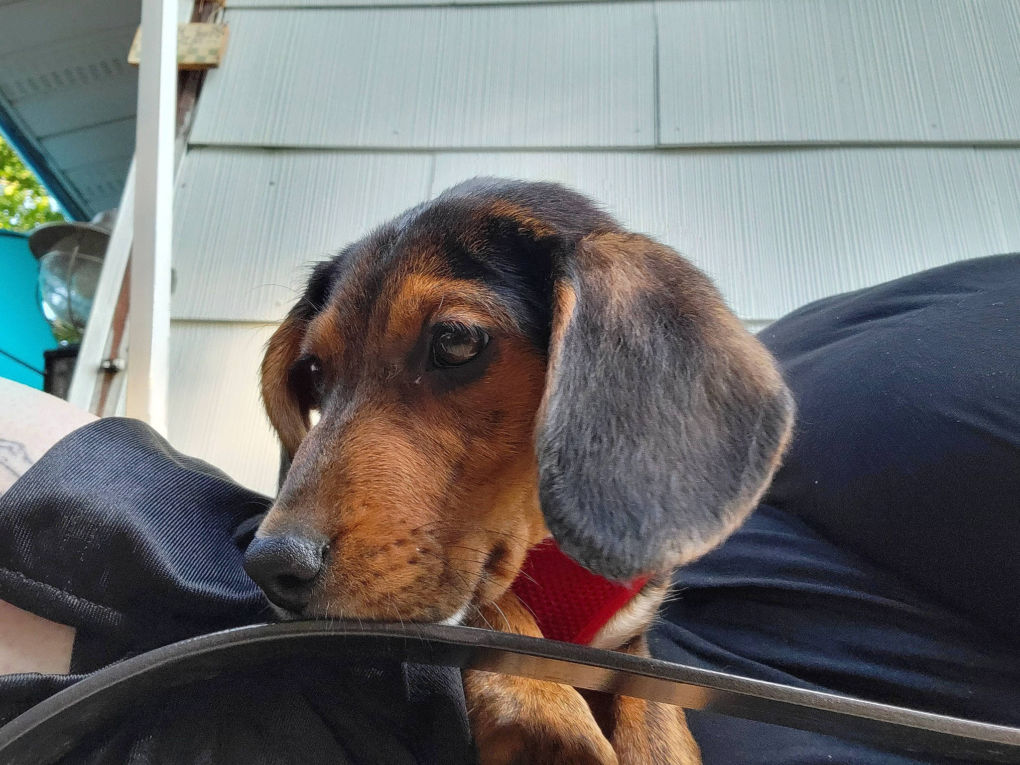 Bourbon is registered to the contest to win money with this photo: canidae, carnivore, collar, comfort, companion_dog, dog, dog_breed, dog_supply, fawn, fur, hound, liver, metal, pet_supply, scent_hound, service, snout, sporting_group, whiskers, working_animal