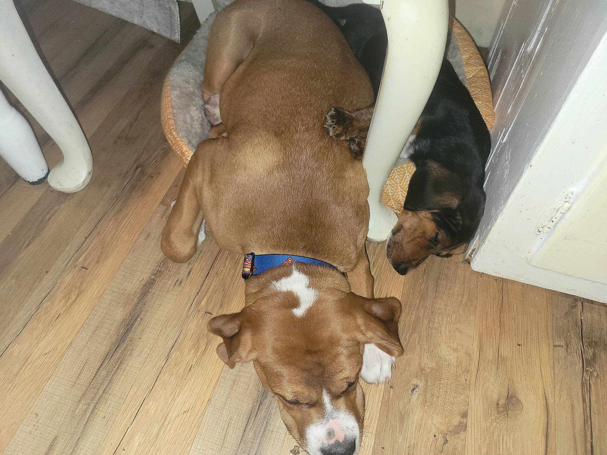 Bourbon joined the competition — help win amazing prizes! canidae, carnivore, comfort, companion_dog, dog, dog_breed, dog_supply, fawn, flooring, fur, hardwood, liver, non_sporting_group, pet_supply, snout, sporting_group, tail, wood, wood_flooring, working_animal