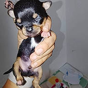 Bibi a rejoint le concours — aidez-le/la à gagner de superbes lots ! puppy, dog, hand, sleepy, small, cute, pet, indoor, young, black, brown, white, paw, fingers, person, animal, closeup, fur, raising_paw, holding