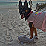 Kyla joined the competition — help win amazing prizes! dog, german_shepherd, beach, sand, sunset, clouds, ocean, toy, plush_shark, shirt, leash, pet, animal, playful, outdoors, water, sky, nature, happy, canine