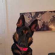 Kyla joined the competition — help win amazing prizes! dog, german_shepherd, pet, indoor, collar, pink_collar, head_tilt, curious, portrait, animal, canine, furniture, wall_art, world_map, house, domestic, ears, fur, black_and_tan, companion