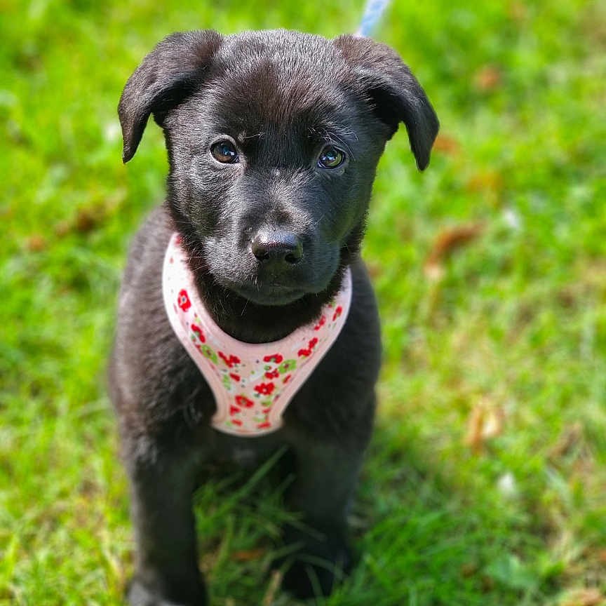Spidey a rejoint le concours — aidez-le/la à gagner de superbes lots ! animal, black_dog, canine, cute, daylight, dog, fur, grass, greenery, harness, leash, nature, outdoor, pet, playful, portrait, puppy, sitting, small_dog, young_dog