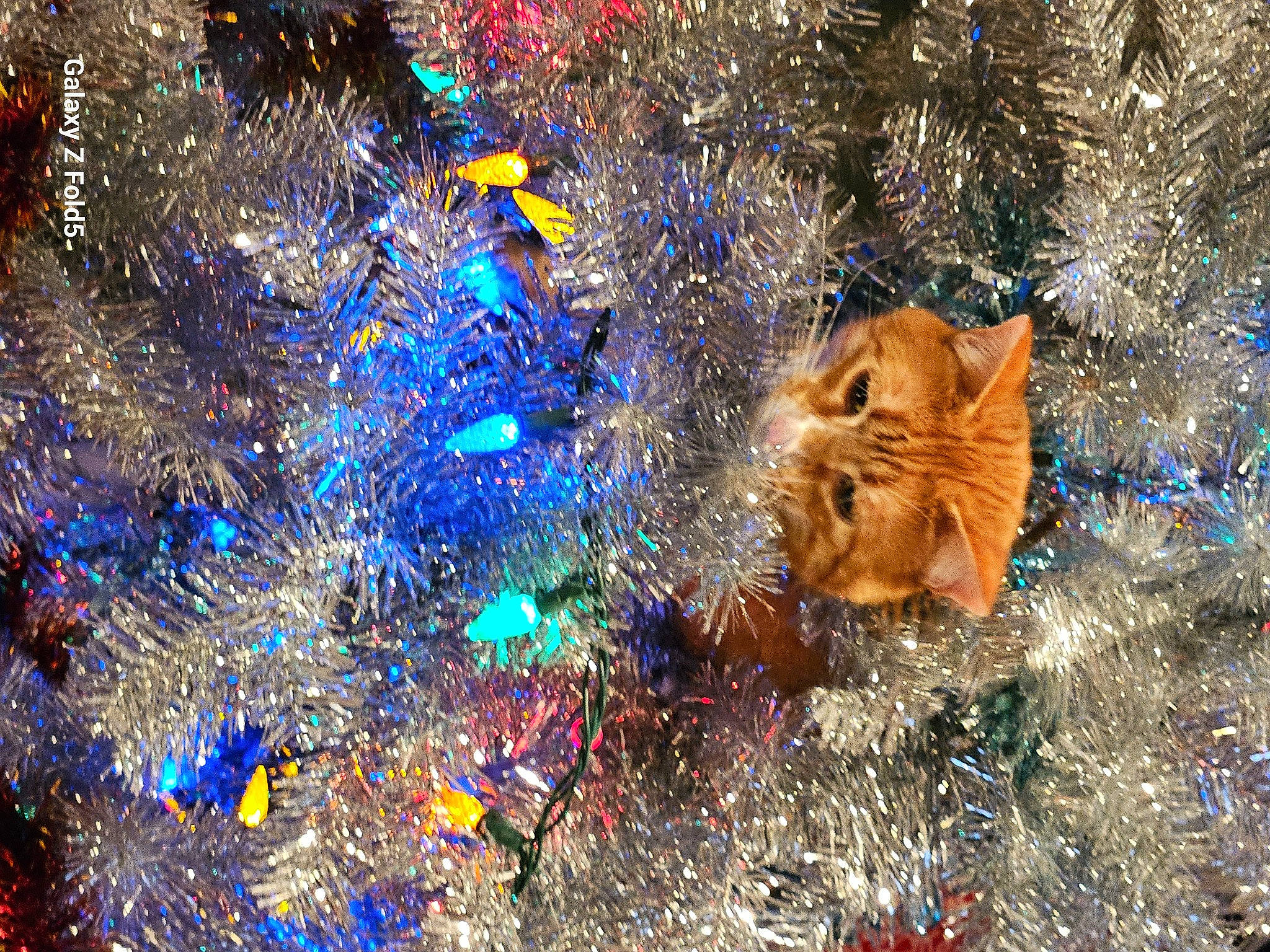 Piston is registered to the contest to win money with this photo: branch, carnivore, cat, christmas_decoration, christmas_ornament, christmas_tree, electric_blue, fawn, felidae, grass, larch, organism, plant, sky, small_to_medium_sized_cats, snout, tree, whiskers, wood, woody_plant