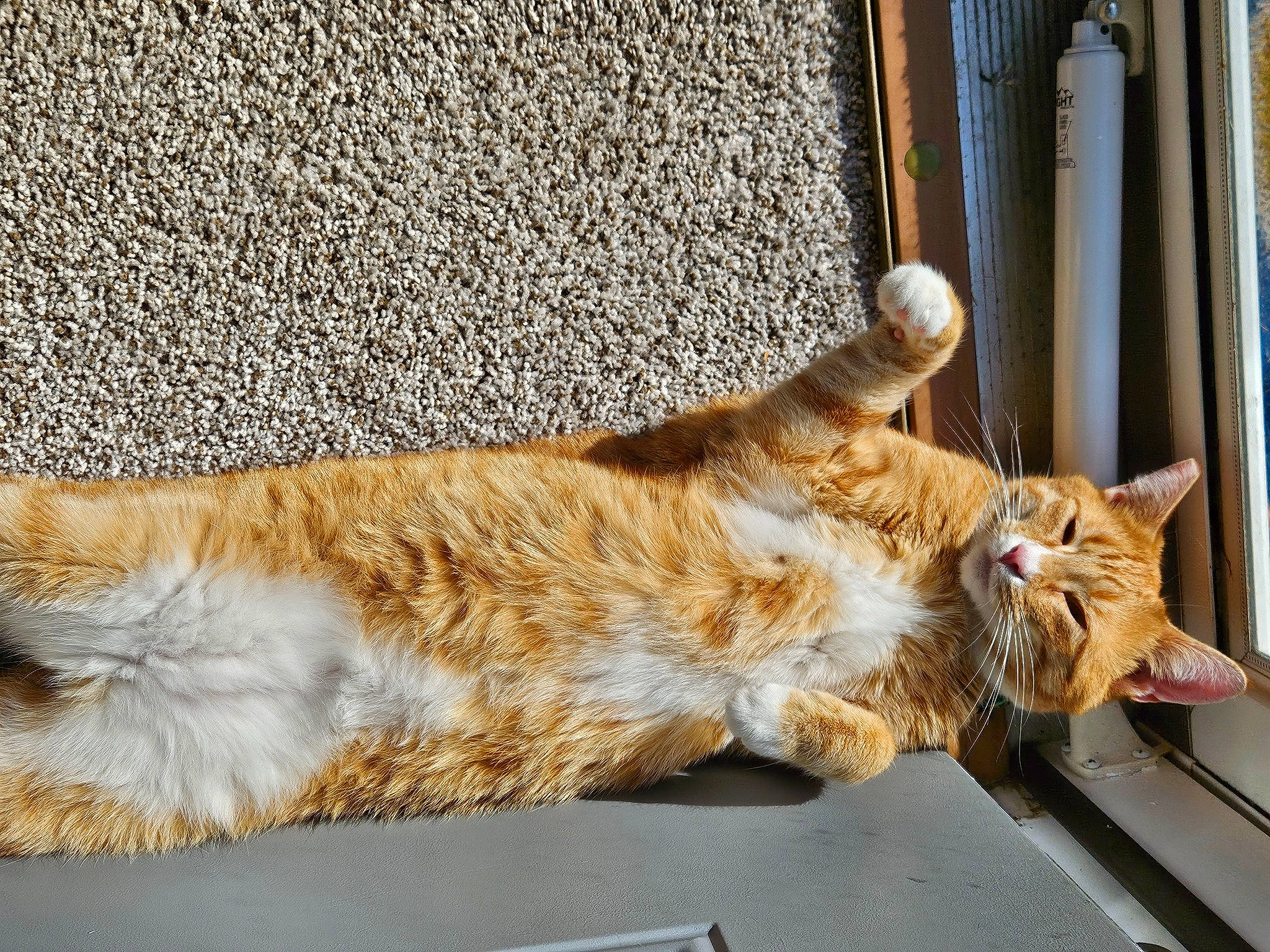 Piston joined the competition — help win amazing prizes! carnivore, cat, claw, comfort, domestic_short_haired_cat, door, fawn, felidae, fur, nap, paw, plant, sitting, small_to_medium_sized_cats, snout, tail, terrestrial_animal, whiskers, window, wood