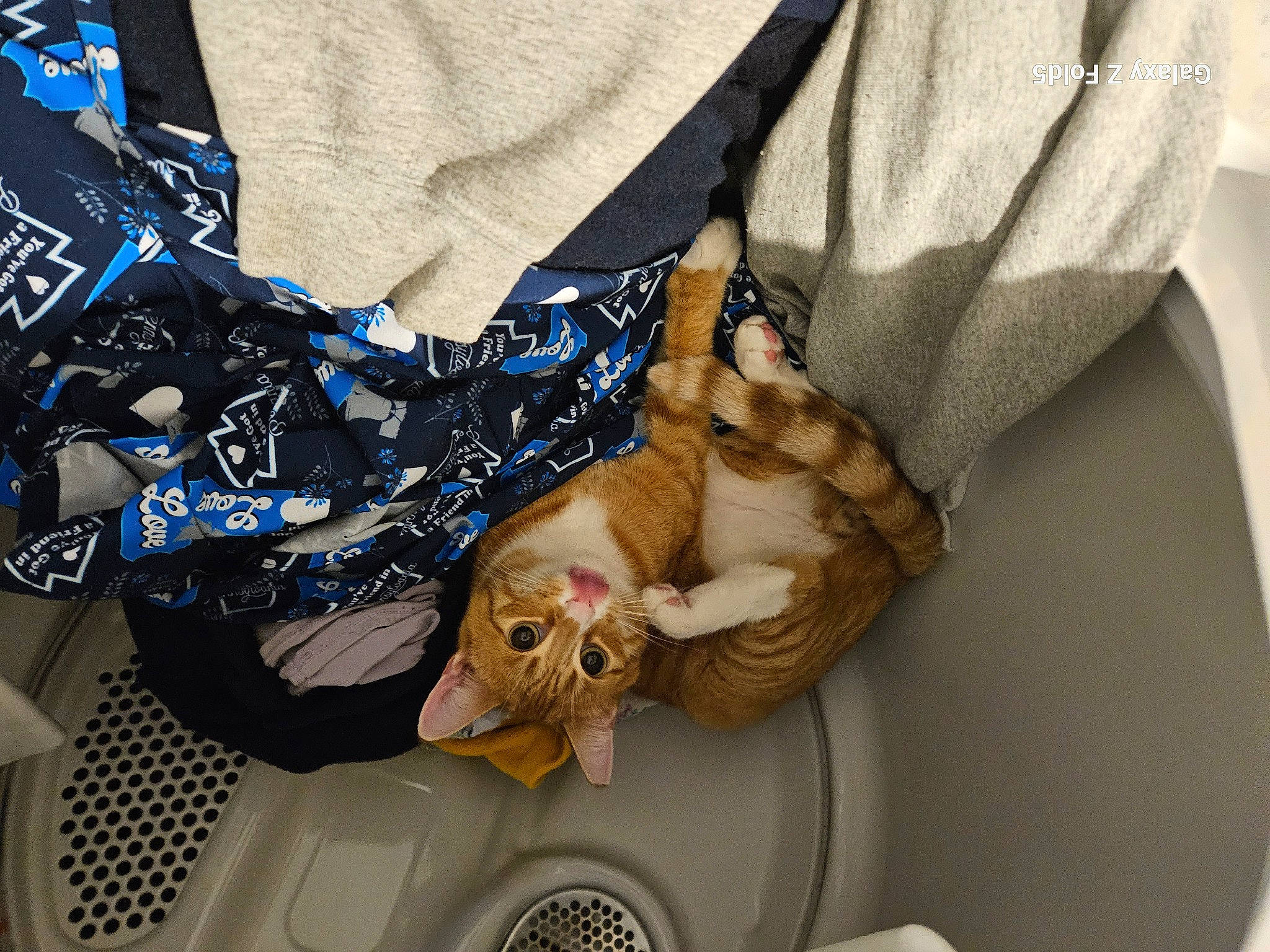 Piston is registered to the contest to win money with this photo: carnivore, cat, collar, comfort, denim, dress_shirt, electric_blue, fashion_accessory, felidae, gesture, human_leg, linens, pattern, product, shoe, sleeve, small_to_medium_sized_cats, sportswear, textile, whiskers