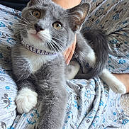 Stella is registered to the contest to win money with this photo: cat, collar, curious, cute, floor, floral_pattern, fur, gray_cat, hand, indoor, kitten, lap, pajamas, patterned_clothing, person, pet, relaxed, resting, whiskers, white_paws