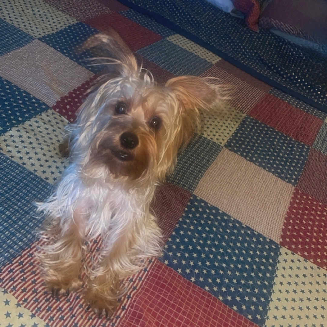 Tucker joined the competition — help win amazing prizes! animal, bed, bedroom, blanket, canine, couch, cushion, dog, furniture, homedecor, indoors, interiordesign, linen, pet, pillow, puppy, quilt, room, terrier, whitedog