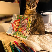 Issys a rejoint le concours — aidez-le/la à gagner de superbes lots ! cat, tabby_cat, bed, children_book, pens, colorful, tablet, television, indoor, pet, curious, feline, domestic_animal, quilt, writing_tools, electronics, background, warm_lighting, still_life, resting