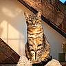 Issys a rejoint le concours — aidez-le/la à gagner de superbes lots ! cat, tabby_cat, animal, pet, indoor, wood, beam, blanket, sunlight, window, blue_sky, furniture, cozy, fur, yellow_eyes, domestic_cat, resting, sitting, home, quiet