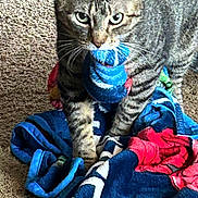 Carter is registered to the contest to win money with this photo: abyssinian, animal, baby, blanket, cat, clothing, couch, face, furniture, homedecor, hosiery, kitten, laundry, linen, pants, person, pet, quilt, sock, towel