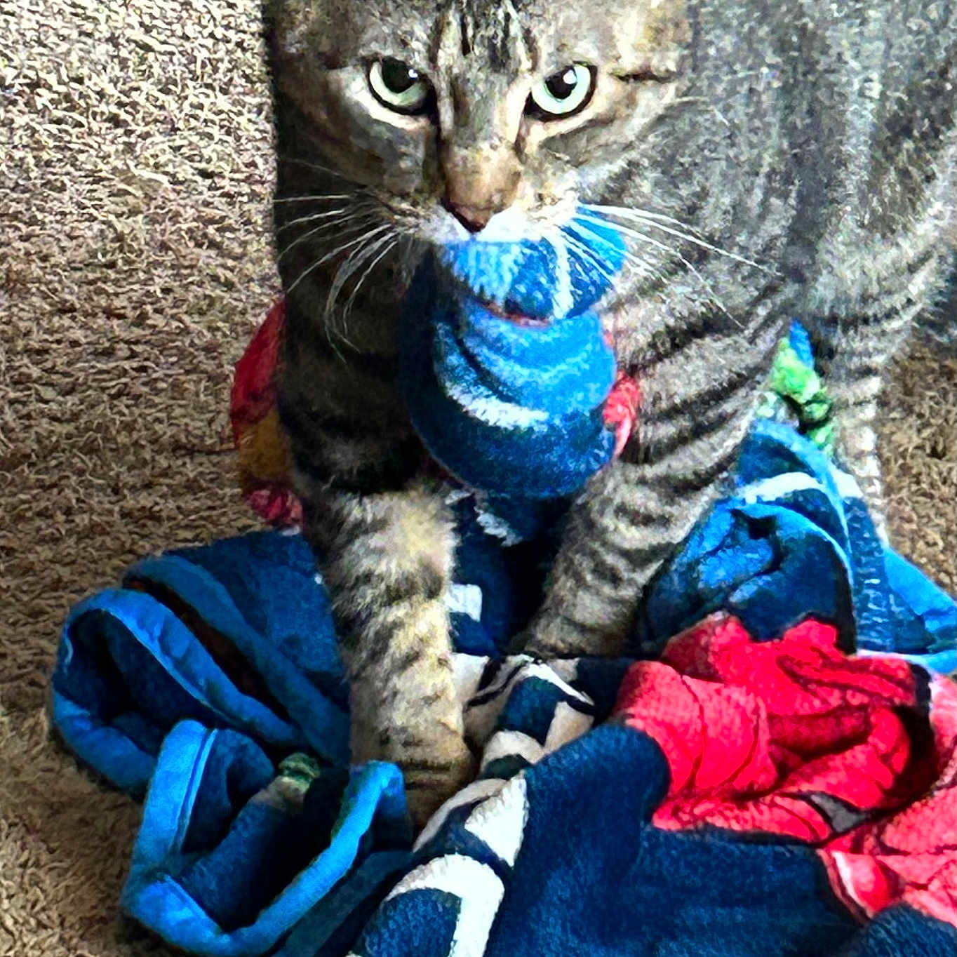 Carter is registered to the contest to win money with this photo: abyssinian, animal, baby, blanket, cat, clothing, couch, face, furniture, homedecor, hosiery, kitten, laundry, linen, pants, person, pet, quilt, sock, towel