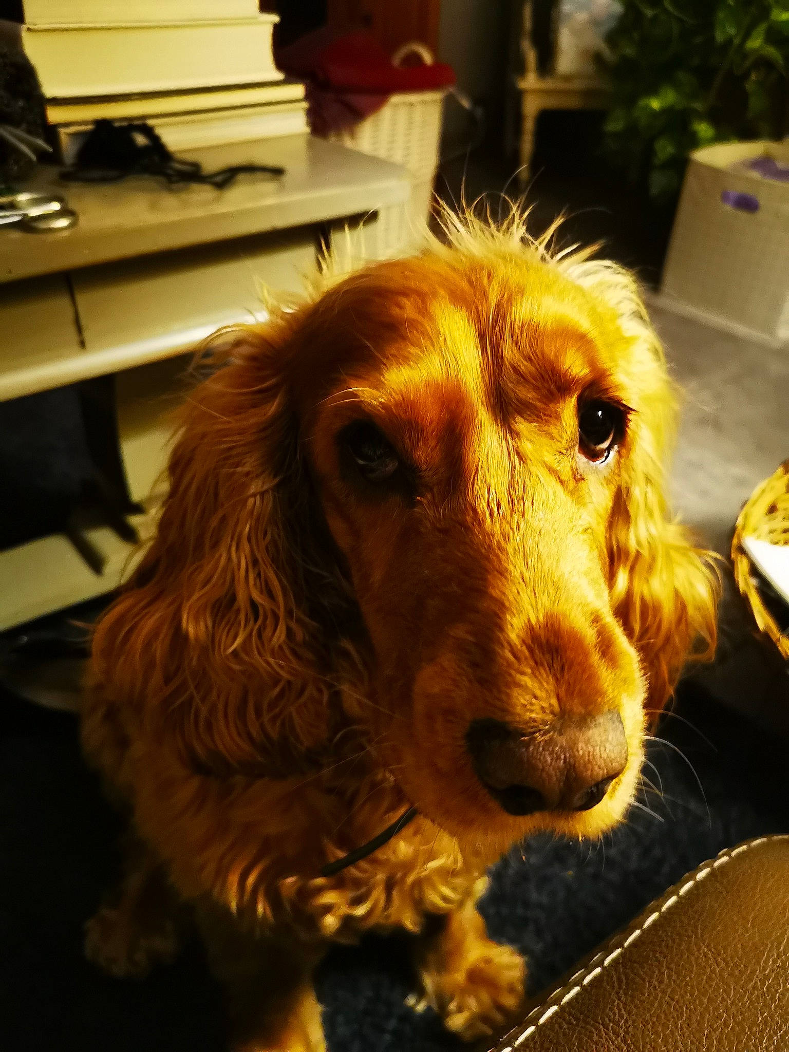 Miele a rejoint le concours — aidez-le/la à gagner de superbes lots ! canidae, carnivore, cocker_spaniel, companion_dog, dog, dog_breed, fur, gun_dog, houseplant, liver, plant, snout, spaniel, sporting_group, terrestrial_animal, toy_dog, water_dog, whiskers, working_animal