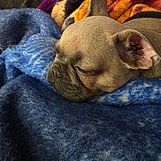Zoe is registered to the contest to win money with this photo: dog, sleeping, blanket, cozy, fur, cute, resting, indoors, pet, animal, snout, ear, cute_pet, relaxed, soft, comfort, closeup, warm, texture, portrait