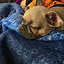 dog, sleeping, blanket, cozy, fur, cute, resting, indoors, pet, animal, snout, ear, cute_pet, relaxed, soft, comfort, closeup, warm, texture, portrait