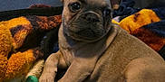 Zoe is registered to the contest to win money with this photo: puppy, dog, french_bulldog, pet, animal, cute, blanket, toy, indoor, young, fur, ears, snout, paw, resting, cozy, colorful, soft, companion, portrait