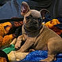 puppy, dog, french_bulldog, pet, animal, cute, blanket, toy, indoor, young, fur, ears, snout, paw, resting, cozy, colorful, soft, companion, portrait