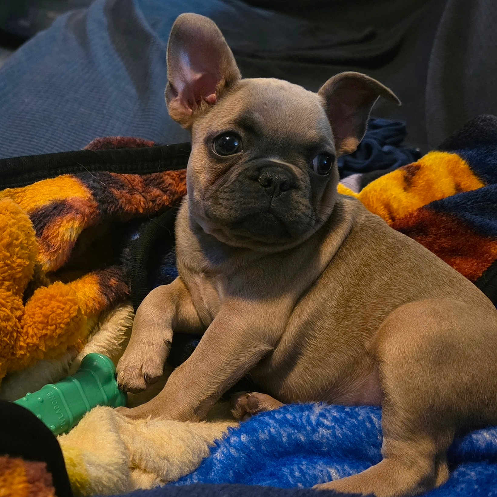 Zoe is registered to the contest to win money with this photo: animal, blanket, colorful, companion, cozy, cute, dog, ears, french_bulldog, fur, indoor, paw, pet, portrait, puppy, resting, snout, soft, toy, young