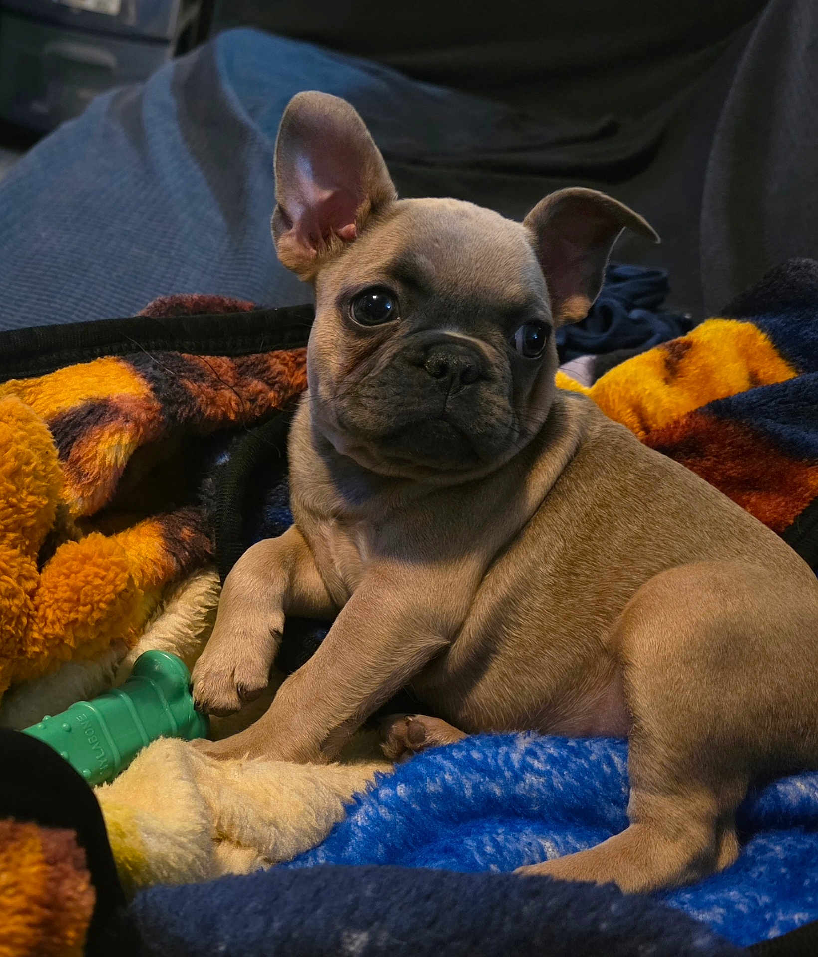 Zoe is registered to the contest to win money with this photo: puppy, dog, french_bulldog, pet, animal, cute, blanket, toy, indoor, young, fur, ears, snout, paw, resting, cozy, colorful, soft, companion, portrait