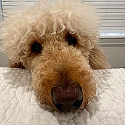 Rose joined the competition — help win amazing prizes! bed, blanket, close_up, curly_fur, cute, dog, eyes, fur, goldendoodle, indoor, muzzle, nose, pet, poodle, portrait, quilt, resting, sleepy, snout, window_blinds