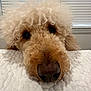 bed, blanket, close_up, curly_fur, cute, dog, eyes, fur, goldendoodle, indoor, muzzle, nose, pet, poodle, portrait, quilt, resting, sleepy, snout, window_blinds