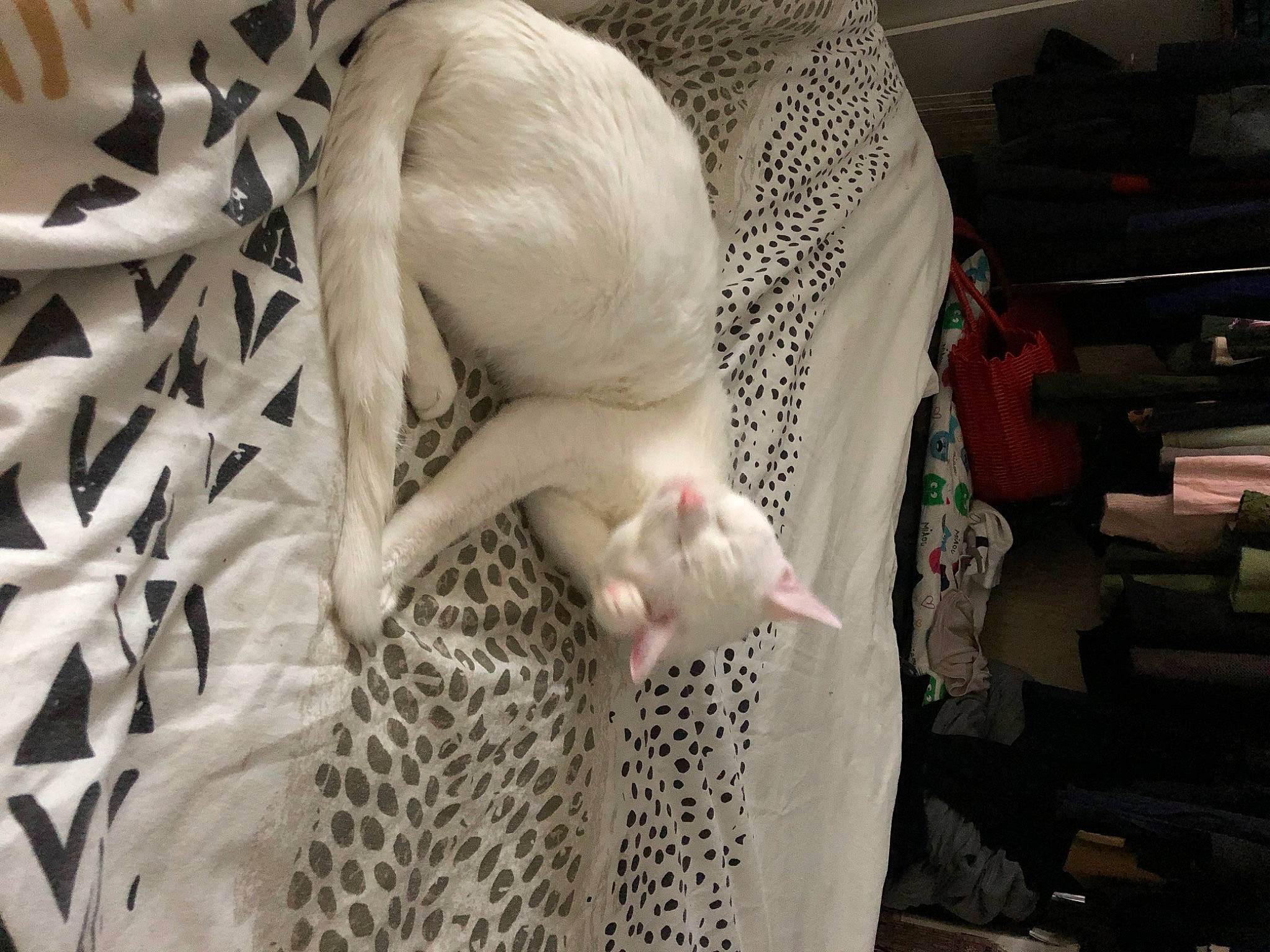 Noe a rejoint le concours — aidez-le/la à gagner de superbes lots ! bedding, carnivore, child, claw, comfort, companion_dog, fawn, feather, felidae, fur, hand, linens, nail, pattern, room, small_to_medium_sized_cats, tail, textile, whiskers, wool