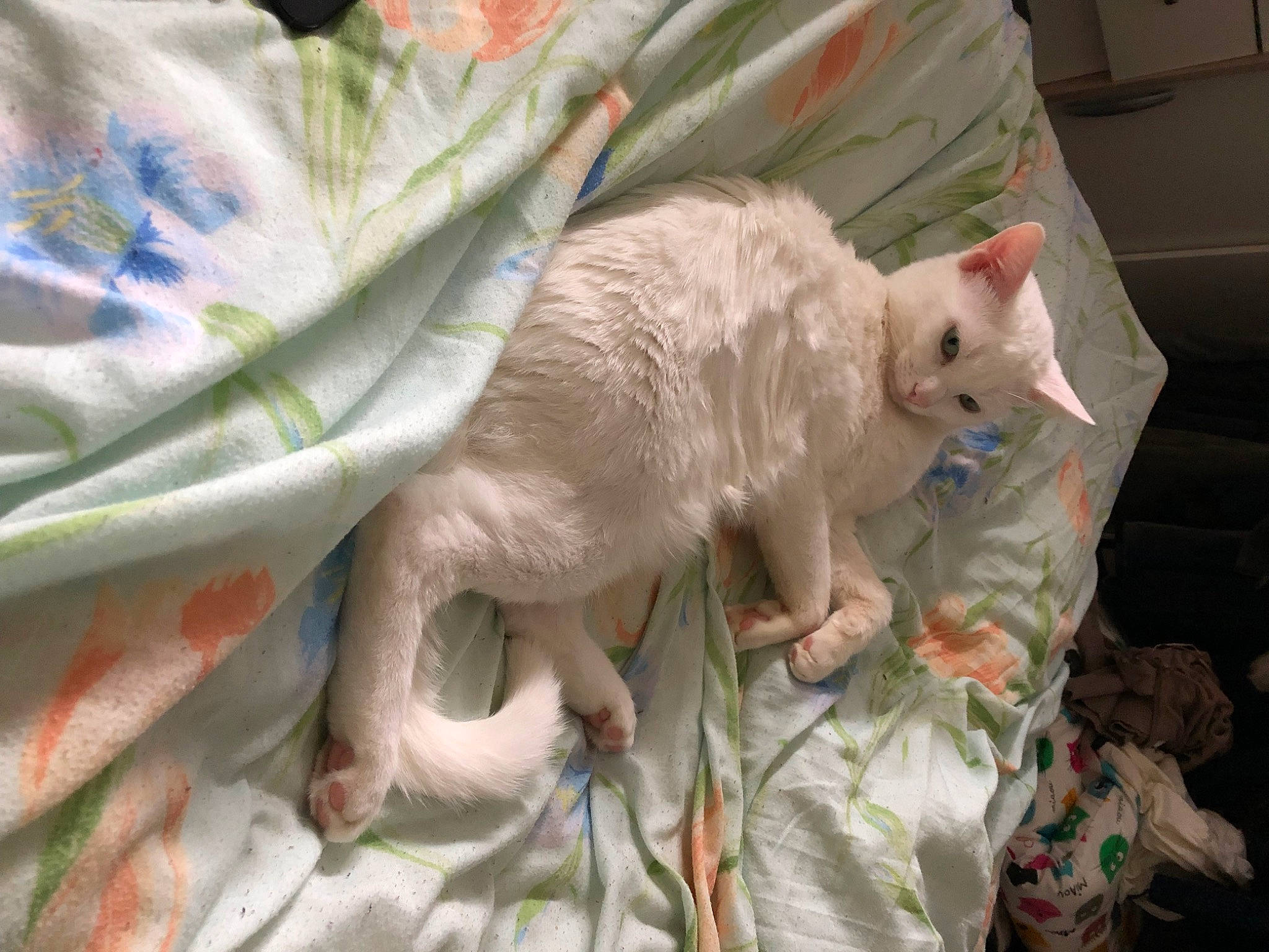 Noe participe au concours pour gagner de l'argent avec cette photo : bed, bed_sheet, bedding, carnivore, cat, claw, comfort, domestic_short_haired_cat, duvet, fawn, felidae, fur, linens, paw, small_to_medium_sized_cats, snout, tail, textile, whiskers, wool