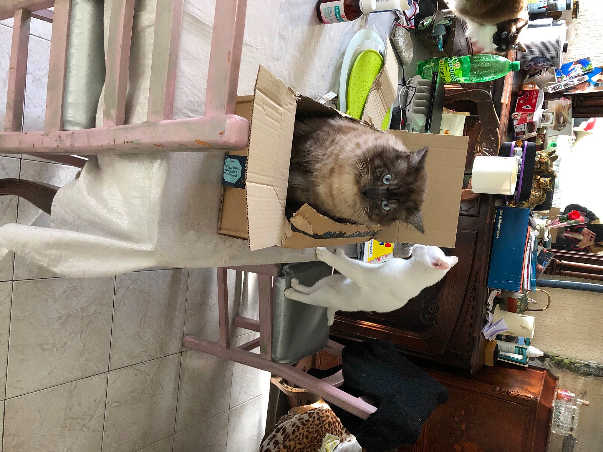 Bijou participe au concours pour gagner de l'argent avec cette photo : cat, engineering, fur, machine, metal, plastic, room, tire