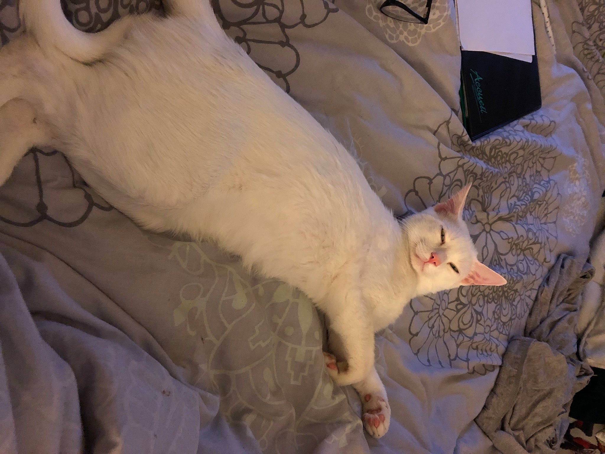 Bijou a rejoint le concours — aidez-le/la à gagner de superbes lots ! bed, bedding, canidae, carnivore, cat, claw, comfort, domestic_short_haired_cat, duvet, fawn, felidae, fur, linens, nap, pattern, paw, small_to_medium_sized_cats, snout, tail, whiskers