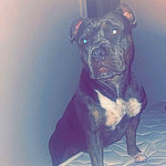 Myra participe au concours pour gagner de l'argent avec cette photo : dog, brindle, mattress, indoor, pet, animal, canine, curious, white_patch, paw, ears, snout, flash_reflection, bedroom, furniture, domestic, companion, looking_up, quiet, home