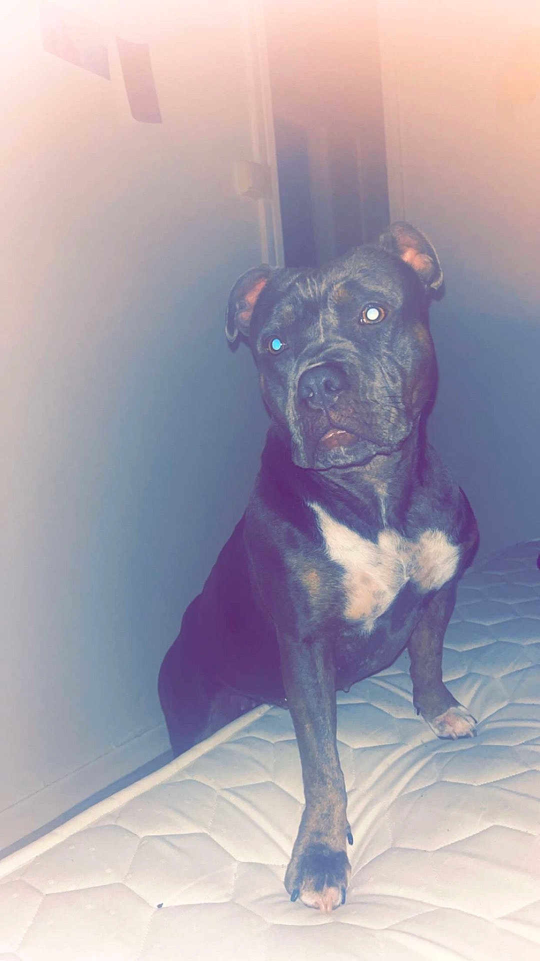 Myra participe au concours pour gagner de l'argent avec cette photo : dog, brindle, mattress, indoor, pet, animal, canine, curious, white_patch, paw, ears, snout, flash_reflection, bedroom, furniture, domestic, companion, looking_up, quiet, home