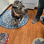 Tucker is registered to the contest to win money with this photo: dog, pit_bull, pet, indoors, kitchen, hardwood_floor, rug, harness, collar, bow, standing, animal, canine, gray_coat, white_chest, brown_eyes, home, person, shoes, portrait