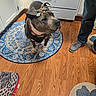 animal, bow, brown_eyes, canine, collar, dog, gray_coat, hardwood_floor, harness, home, indoors, kitchen, person, pet, pit_bull, portrait, rug, shoes, standing, white_chest