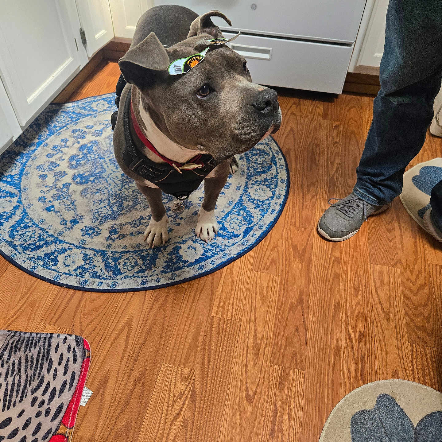 Tucker is registered to the contest to win money with this photo: dog, pit_bull, pet, indoors, kitchen, hardwood_floor, rug, harness, collar, bow, standing, animal, canine, gray_coat, white_chest, brown_eyes, home, person, shoes, portrait