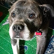 Dozer is registered to the contest to win money with this photo: dog, canine, pet, brindle, white_paws, collar, indoor, carpet, rug, looking_up, portrait, animal, mammal, domestic_animal, floor, expression, ears, nose, whiskers, light_shadow