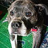 dog, canine, pet, brindle, white_paws, collar, indoor, carpet, rug, looking_up, portrait, animal, mammal, domestic_animal, floor, expression, ears, nose, whiskers, light_shadow