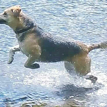Bandit joined the competition — help win amazing prizes! dog, water, splash, animal, outdoor, jumping, motion, lake, nature, pet, canine, playful, active, summer, wet, river, energetic, fun, daytime, adventure