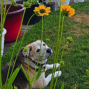 Bandit is registered to the contest to win money with this photo: background, car, collar, curious, daylight, dog, flower_pots, garden, grass, greenery, lawn, leaf, nature, outdoor, pet, plants, relaxed, sidewalk, suburban, yellow_flowers