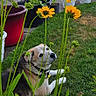 background, car, collar, curious, daylight, dog, flower_pots, garden, grass, greenery, lawn, leaf, nature, outdoor, pet, plants, relaxed, sidewalk, suburban, yellow_flowers