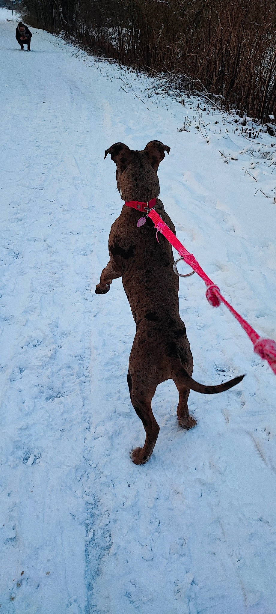 Freyja participe au concours pour gagner de l'argent avec cette photo : carnivore, collar, companion_dog, dog, dog_breed, dog_clothes, dog_collar, dog_supply, fawn, leash, liver, mammal, pet_supply, snout, snow, sporting_group, tail, toy, winter, working_animal