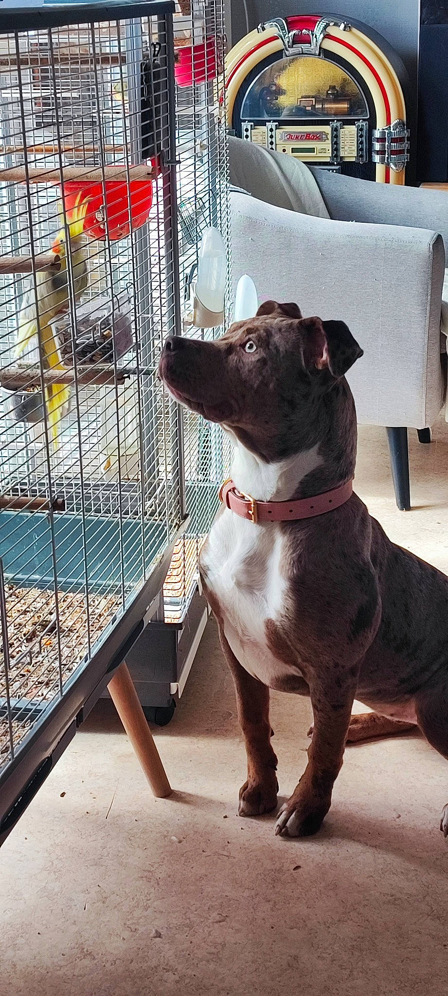 Freyja participe au concours pour gagner de l'argent avec cette photo : animal_shelter, cage, carnivore, collar, companion_dog, dog, dog_breed, dog_collar, dog_supply, fawn, leash, liver, mesh, metal, pet_supply, snout, sporting_group, whiskers, window, working_animal