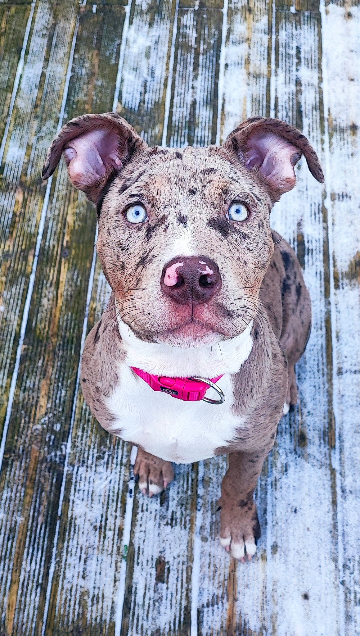 Freyja participe au concours pour gagner de l'argent avec cette photo : art, canidae, carnivore, collar, companion_dog, dog, dog_breed, dog_collar, dog_supply, fawn, fur, liver, pattern, pet_supply, pink, snout, sporting_group, whiskers, wood, working_animal