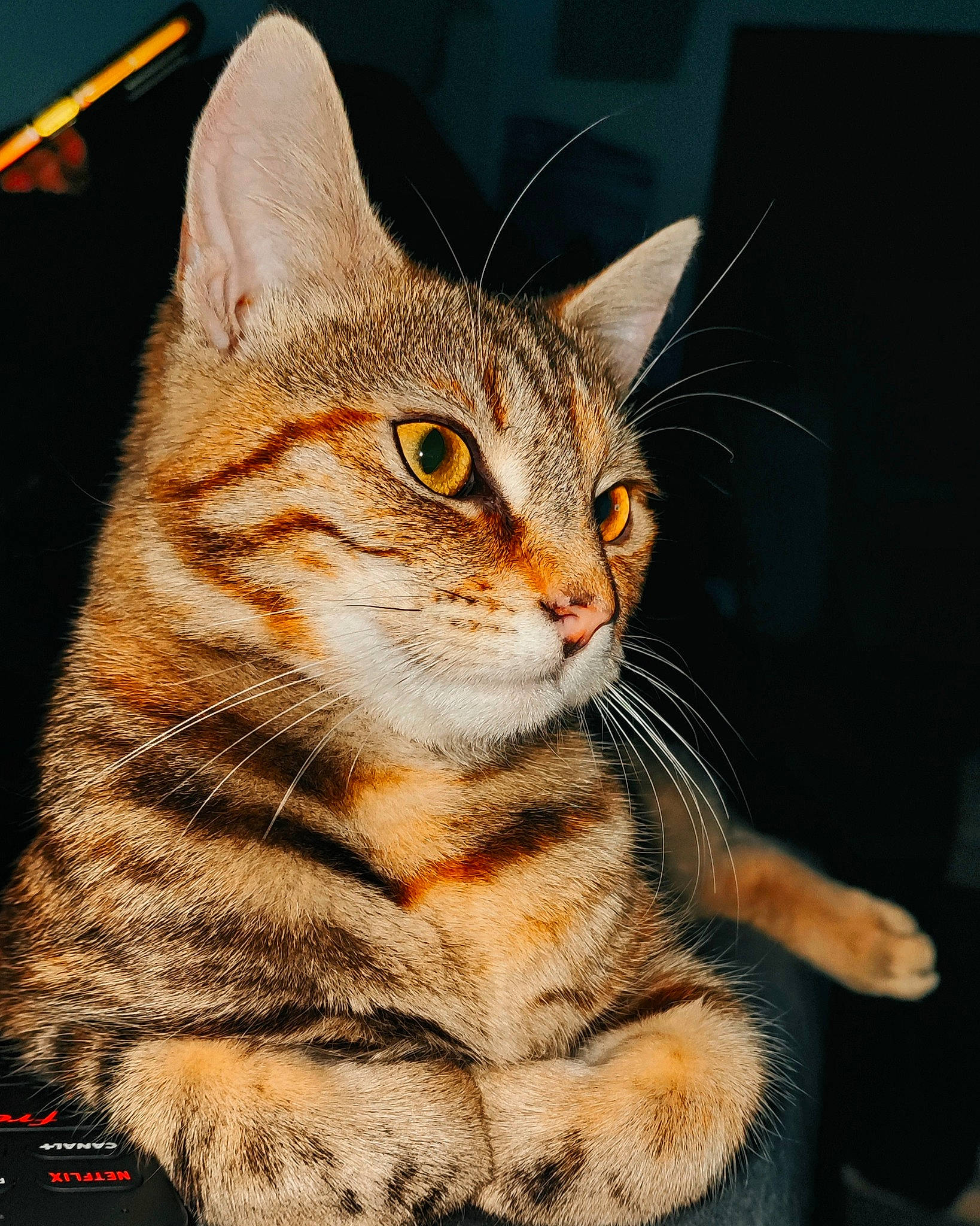 Nala participe au concours pour gagner de l'argent avec cette photo : carnivore, cat, domestic_short_haired_cat, eye, felidae, fur, head, organism, paw, small_to_medium_sized_cats, snout, tail, terrestrial_animal, whiskers, wildlife, window