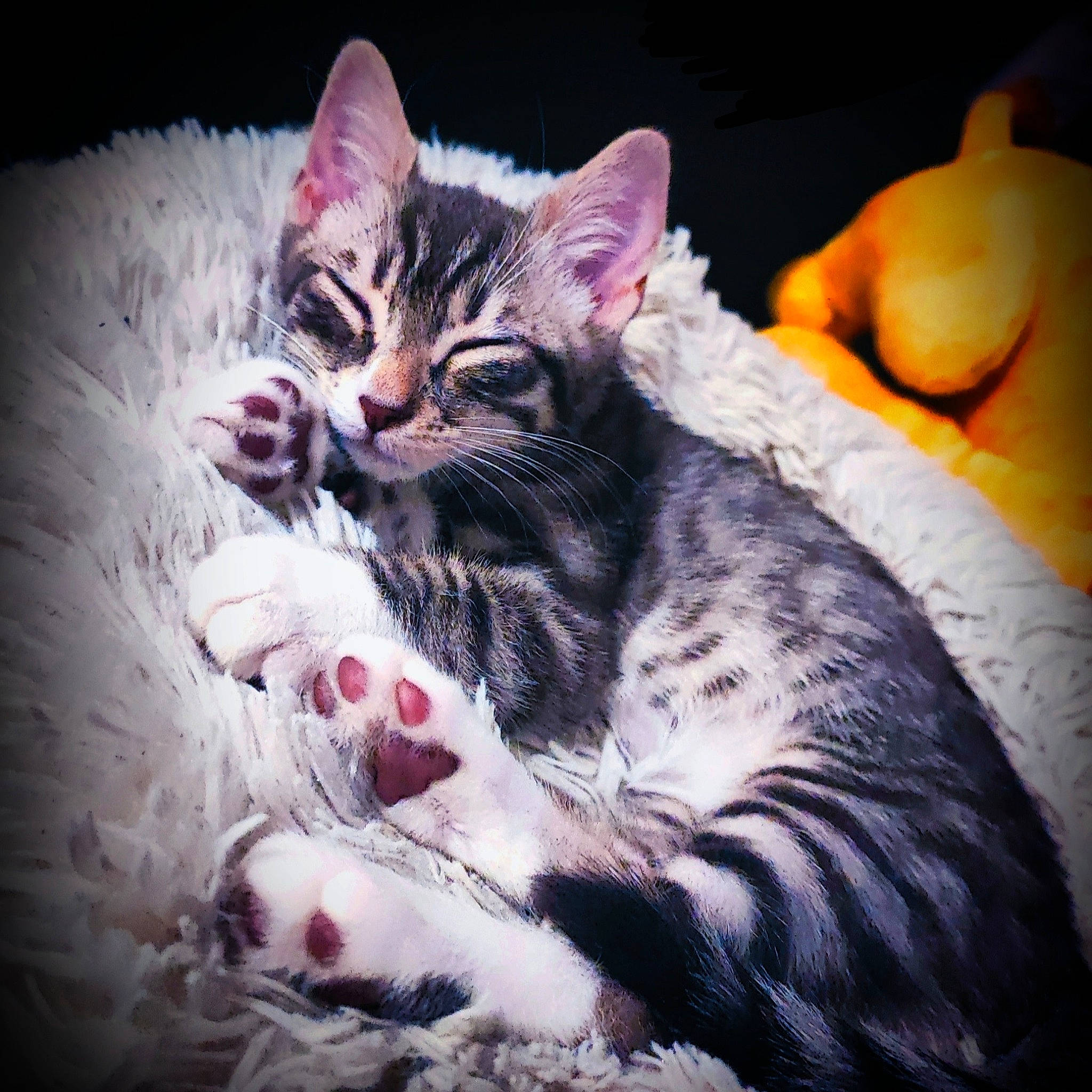 Zazou a rejoint le concours — aidez-le/la à gagner de superbes lots ! carnivore, cat, cat_supply, claw, comfort, domestic_short_haired_cat, felidae, fur, paw, plant, small_to_medium_sized_cats, whiskers, wildlife