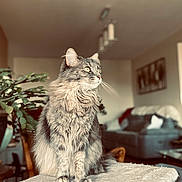 Nala a rejoint le concours — aidez-le/la à gagner de superbes lots ! cat, fluffy, gray, pet, indoor, furniture, plant, living_room, soft, cozy, domestic, whiskers, sitting, portrait, looking_away, table, home, relaxed, cute, animal