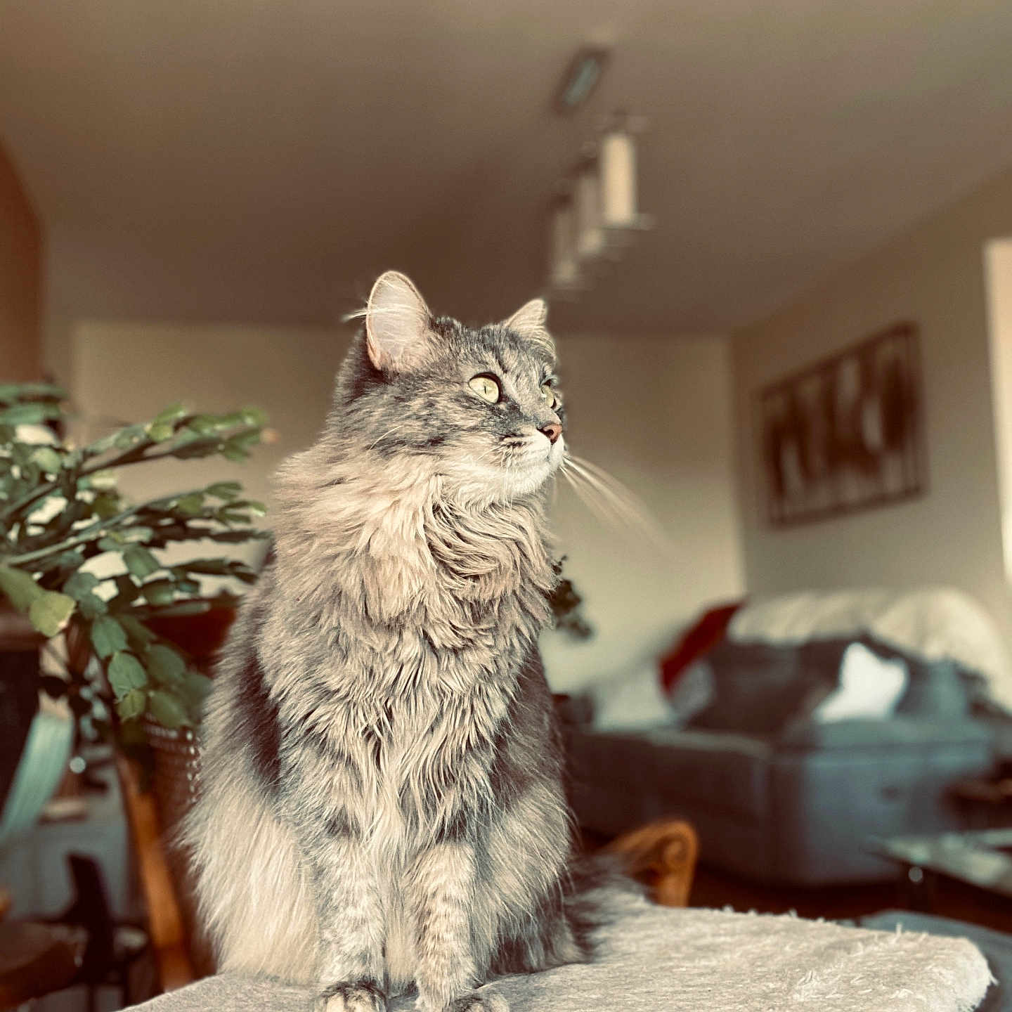 Nala