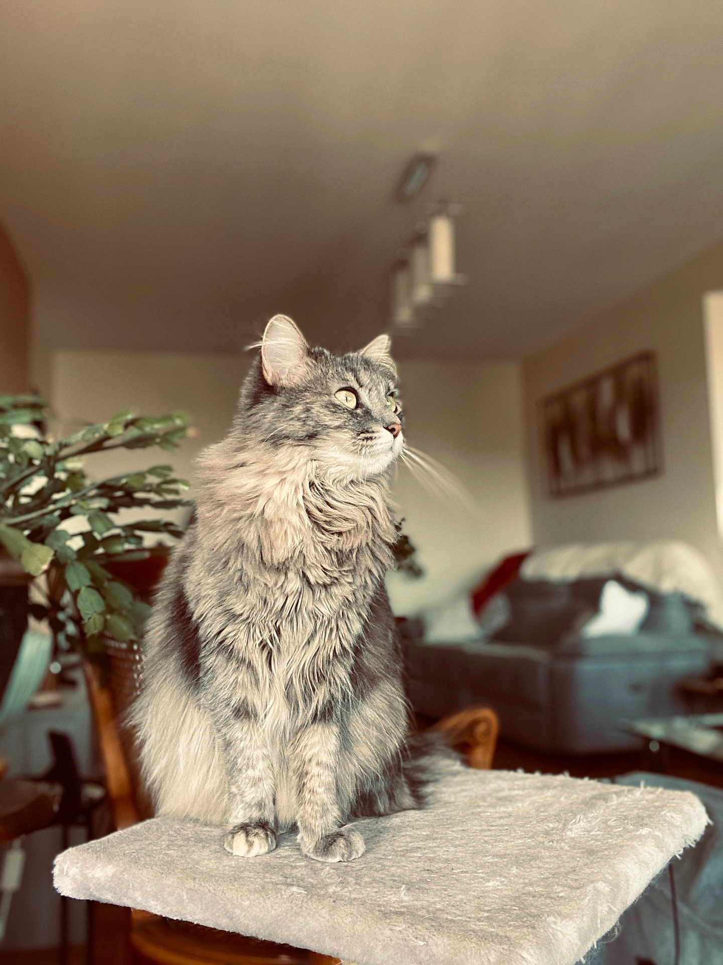 Nala