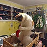 animal, calico_cat, cardboard_box, cat, cozy, curious, decorations, domestic, feline, home, indoor, kitchen, pet, playing, red_object, refrigerator, shelf, table, wreath, yellow_wall