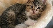 Daphne joined the competition — help win amazing prizes! animal, brown_fur, cat, cat_tree, cozy, cute, fluffy, furniture, hammock, home, indoors, kitten, long_hair, lying_down, pet, plush, portrait, sleeping, tabby, white_fur